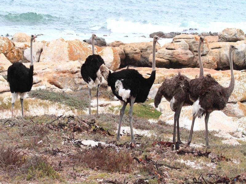 Albatross Guest House Simonʼs Town Екстериор снимка