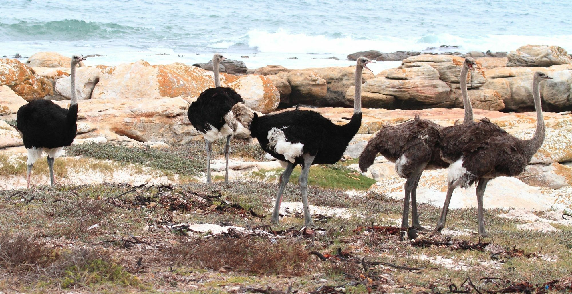 Albatross Guest House Simonʼs Town Екстериор снимка